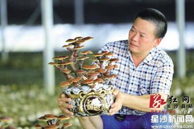 长沙县一村民培育灵芝盆景 火爆微商市场