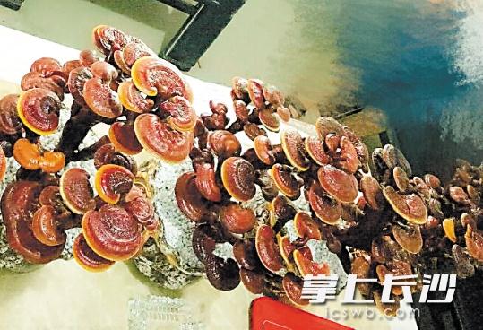 [长沙] 灵芝被种到了盆景里 成为观赏植物