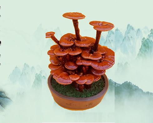 黄河故道：灵芝盆景育出致富&ldquo;仙草&rdquo;