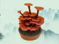 黄河故道灵芝盆景育出致富仙草