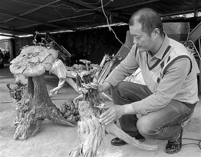 南平建阳巧手之下 灵芝变身精美盆景(图)
