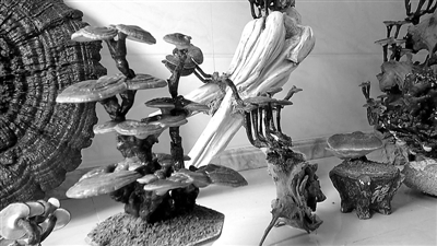 南平建阳巧手之下 灵芝变身精美盆景（图）