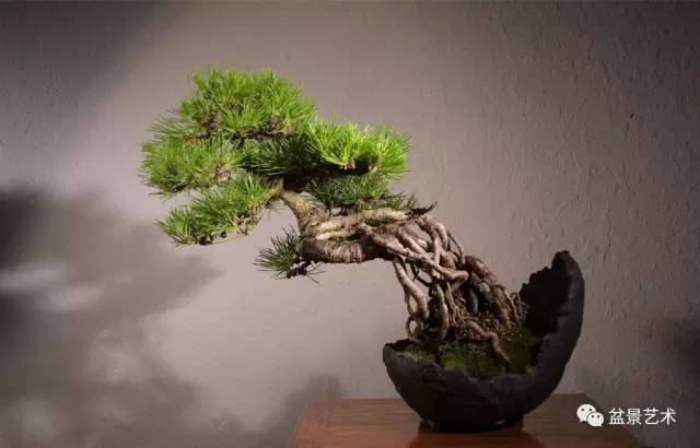 盆景造型伤口的养护方法