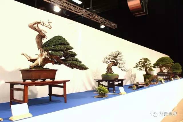 欧洲开年盆景大展获奖作品选