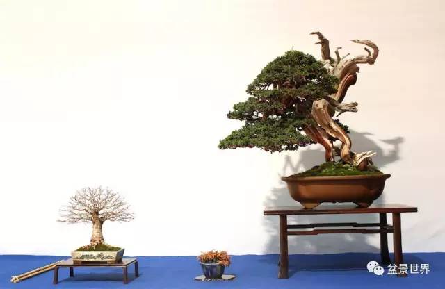 欧洲开年盆景大展获奖作品选