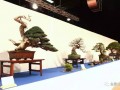 欧洲开年盆景大展获奖作品选