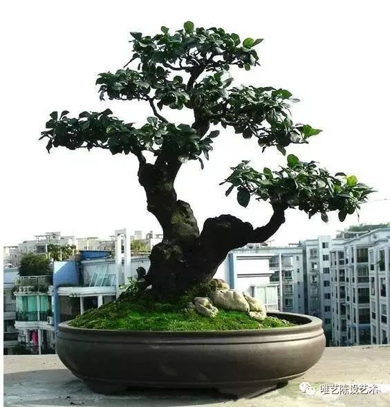 选择、养护阳台盆景装饰的经验