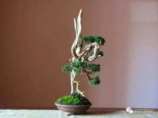  &ldquo;递相祖述&rdquo;和&ldquo;转益多师&rdquo;──盆景杂记