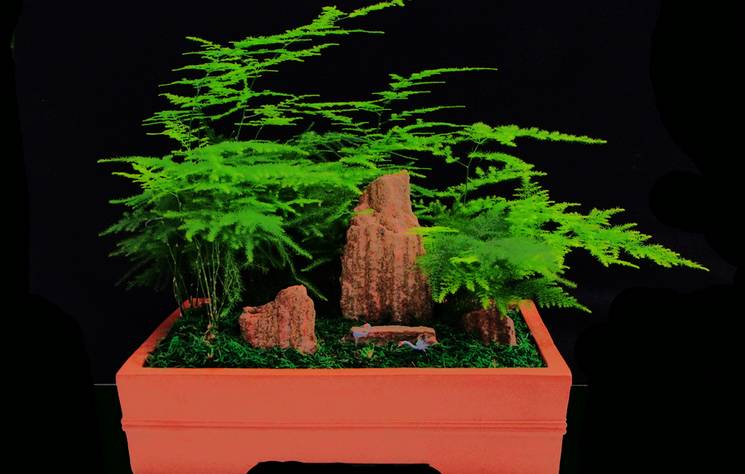 【散文之家】张化纪：案头盆景