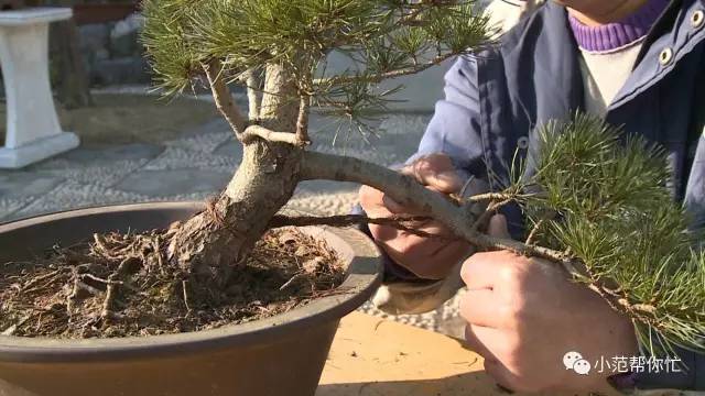 《传承非遗 教你一手》之六 盆景制作