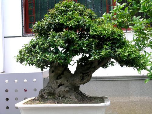 平顶山首次引进无刺枸骨球进行绿化改造