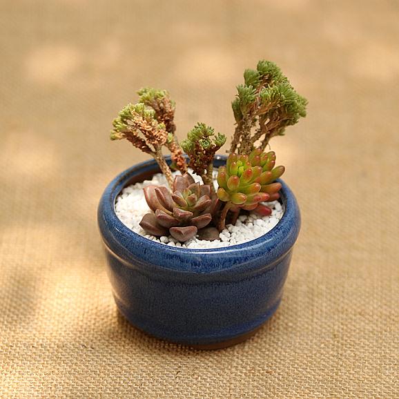 盆景顶尖玩家 多肉老桩和盆器的绝妙组合