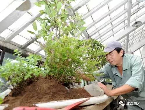 芮亮元苏派盆景艺术赏析