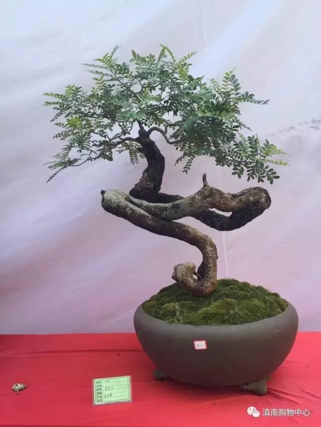 《滇南》2017首届盆景艺术节已经进入倒计时啦!!!