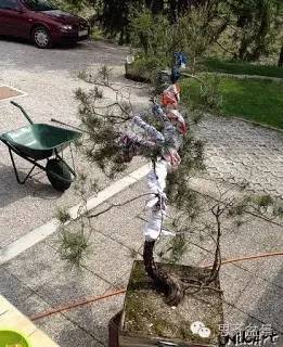 盆景学堂 | 大枝拿弯技巧演示