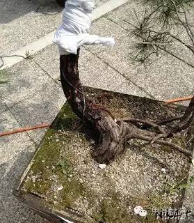 盆景大枝怎么拿弯的技巧