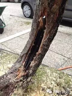 盆景大枝怎么拿弯的技巧