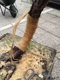 盆景大枝怎么拿弯的技巧