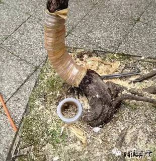 盆景大枝怎么拿弯的技巧