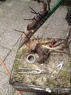 盆景大枝怎么拿弯的技巧