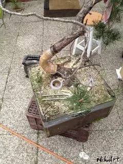 盆景大枝怎么拿弯的技巧