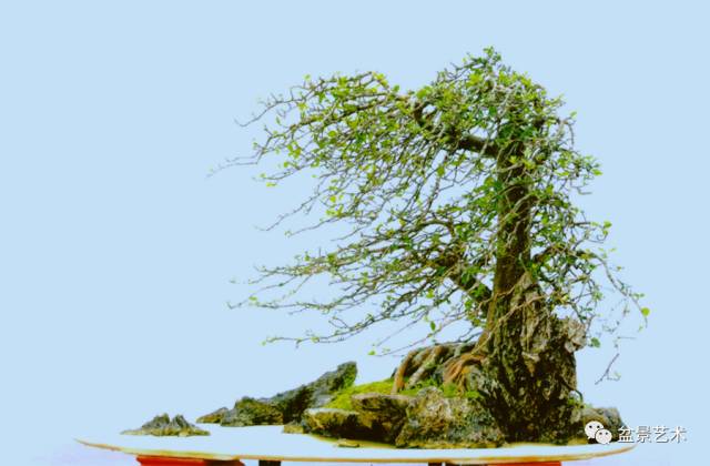 树石盆景风格及树石盆景人