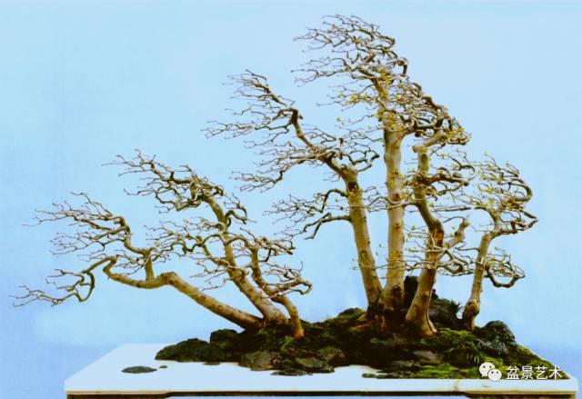 树石盆景风格及树石盆景人