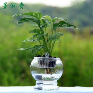 水生盆景是一种创造性的生活艺术