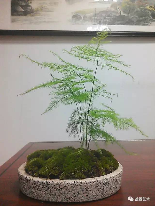 文竹盆景制作与造型