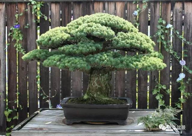 山松盆景嫁接技术