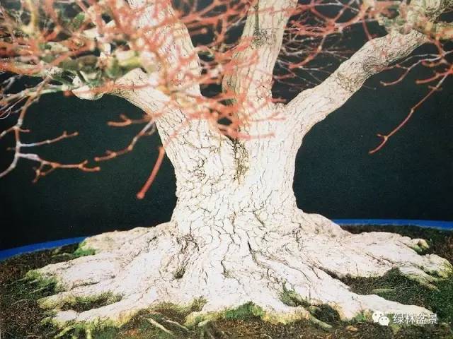 寻找一盆真实的盆景