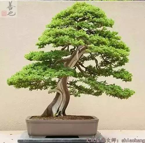 崖柏盆景该注意这7个细节