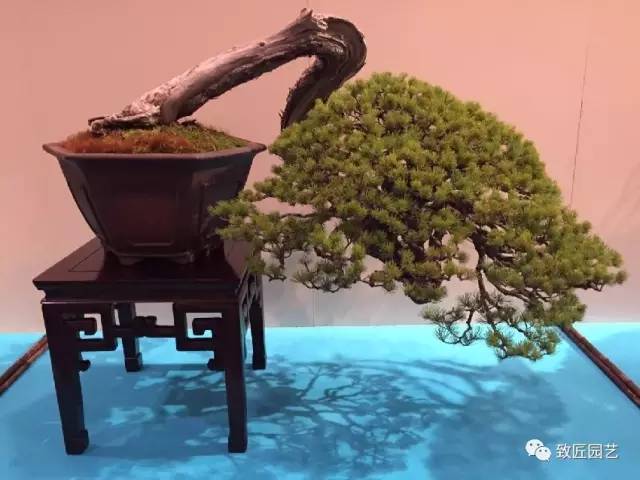 精致的盆景在市场尤其是海外市场&ldquo;钱景&rdquo;广阔