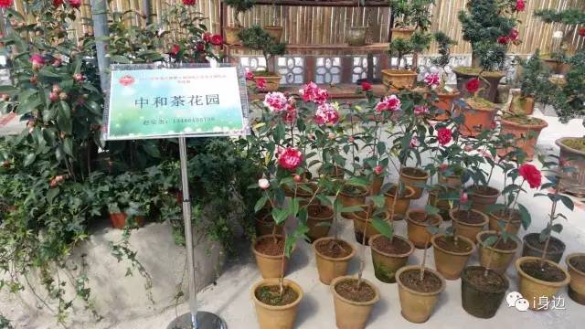 花卉盆景评奖开始啦！你喜欢花中娇客还是王者之香？