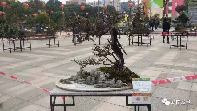 东莞盆景协会大岭山分会成立10周年暨元宵节盆景展