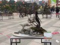 东莞市盆景协会大岭山分会成立10周年暨元宵节盆景展