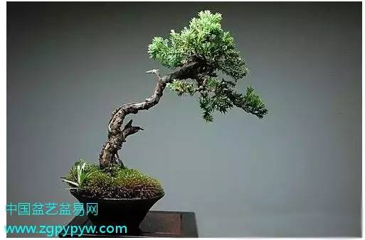 珍珠柏制作&微型盆景欣赏