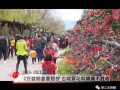 玉龙县盆景书画展上惊现198万元盆景……