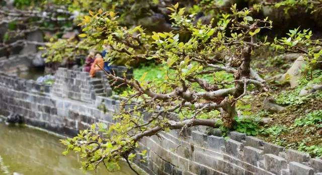 幻境长城&mdash;&mdash;叹为观止的盆景自由拼接术