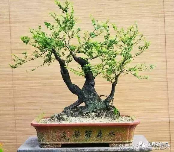 解惑淘宝所出售的小叶紫檀盆景究竟是什么?