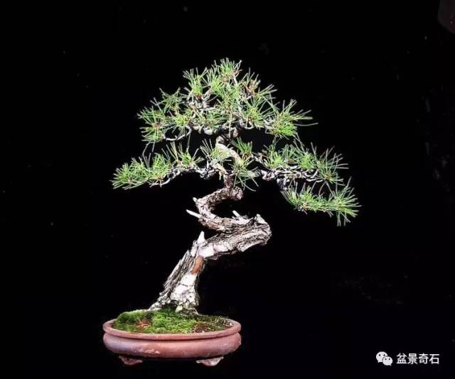 盆景死亡基本原因的简单分析和补救