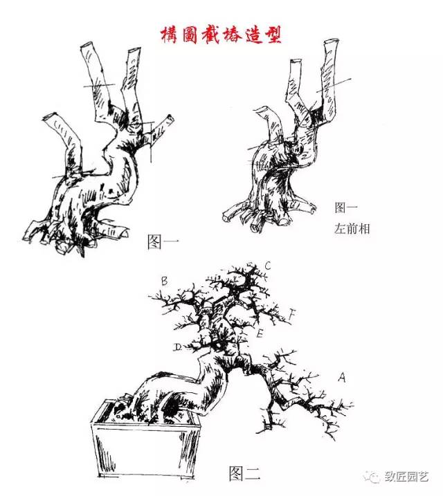 盆景构图、截桩、造型方法