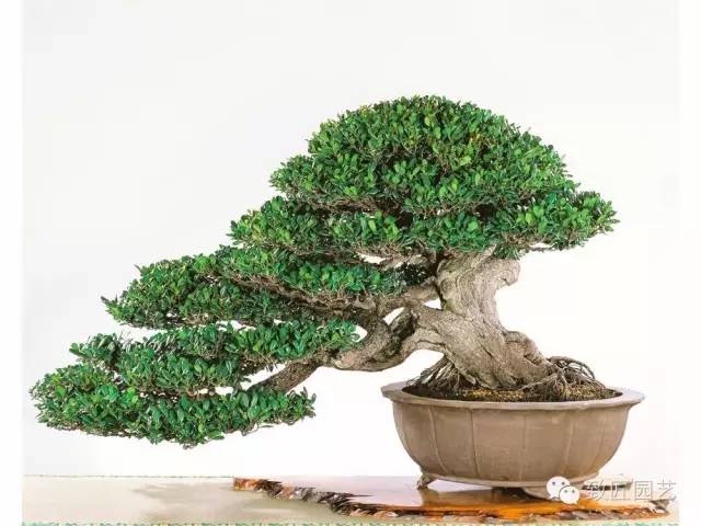 纯干货：盆景造型比例设计规则