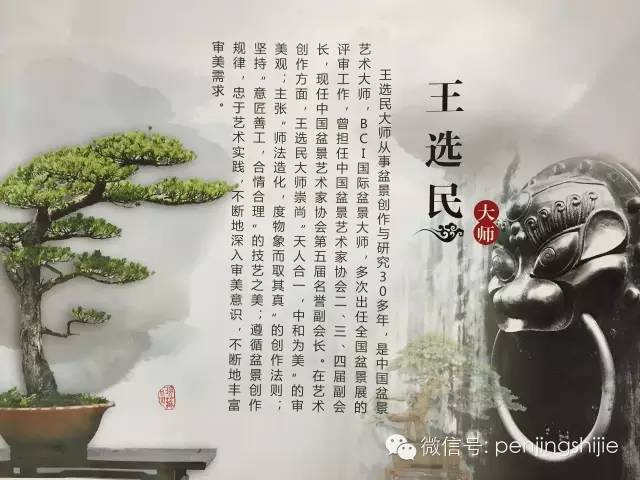盆景之道有捷径--王选民大师教你如何自学成材?