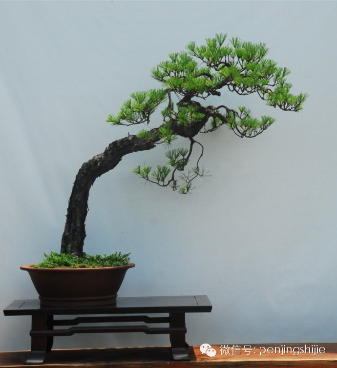 盆景之道有捷径--王选民大师教你如何自学成材?