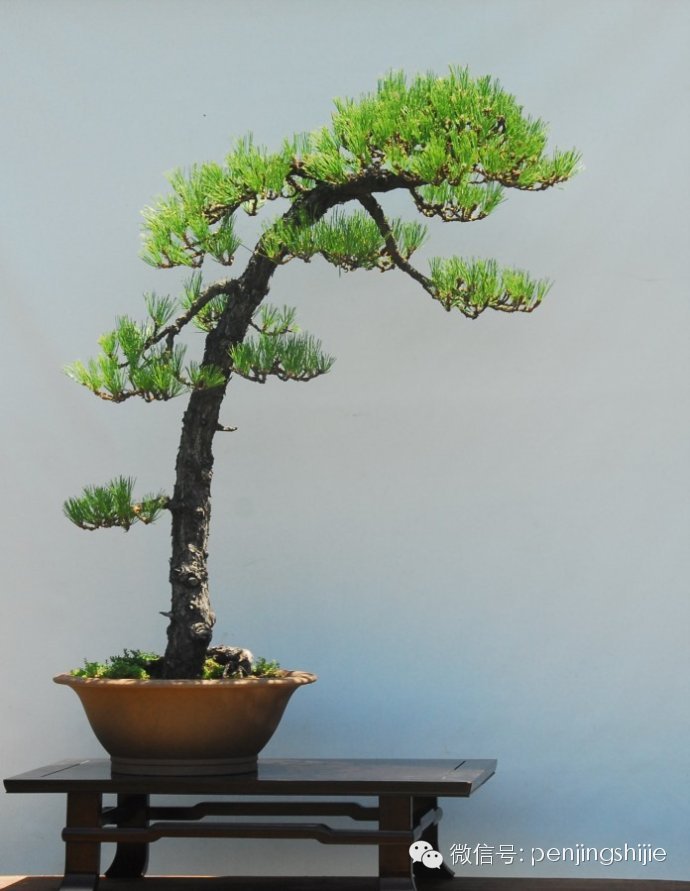 王选民大师教你如何自学成材