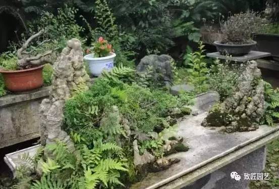 海派盆景达人王妙青