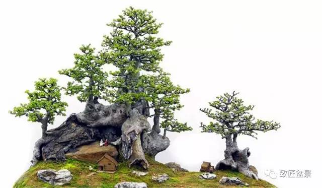 岭南盆景的越冬过春