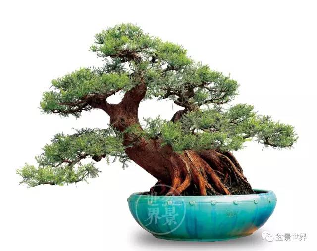 国际银奖盆景作品图鉴，建议收藏！
