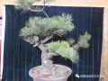 赵玉栋黑松盆景制作艺术